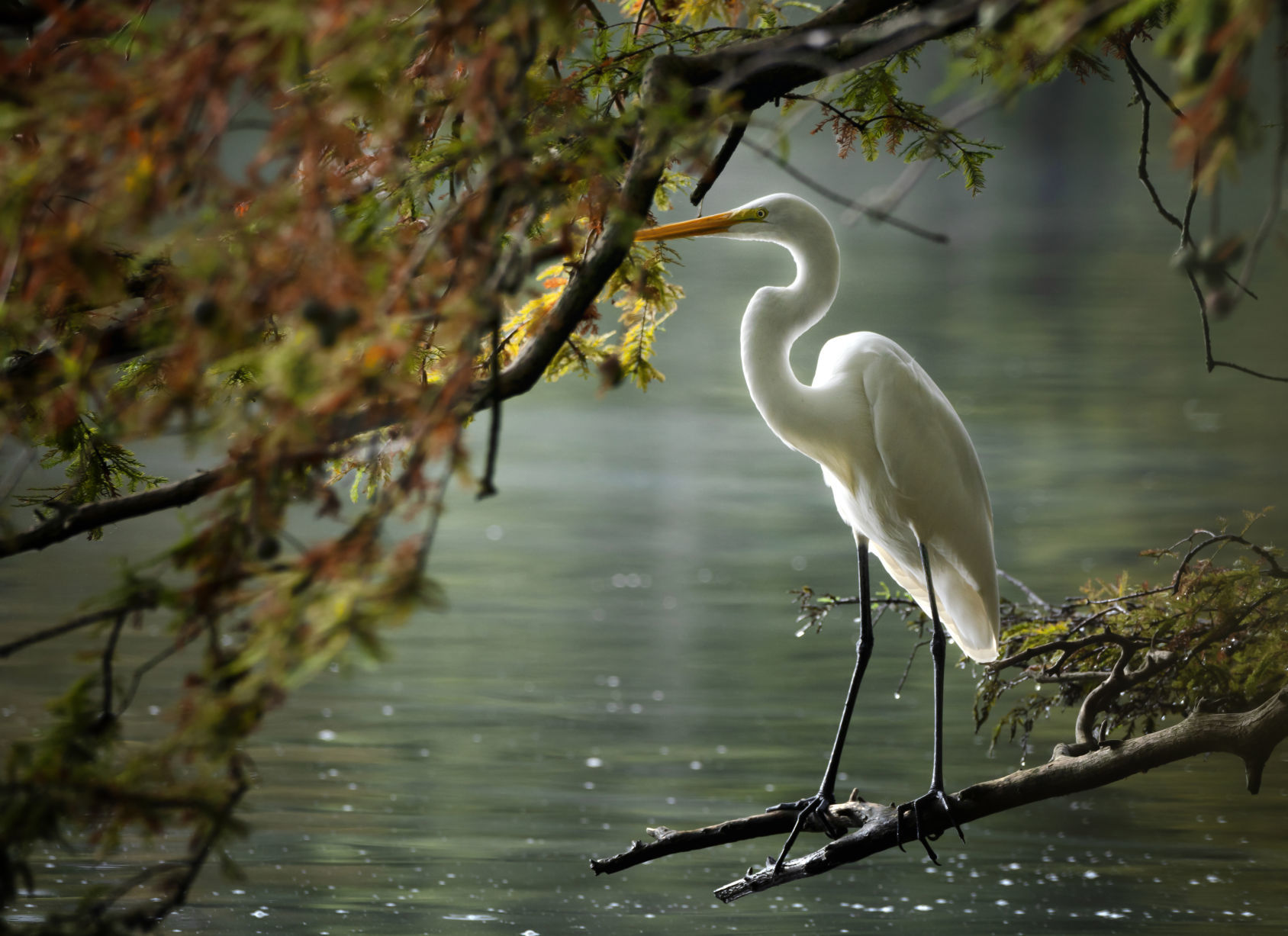 Vistas With Wildlife: Backlit Egret in Autumn Photographer: Catherine Johnson of Virginia Beach Location: Stumpy Lake Natural Area in Virginia Beach